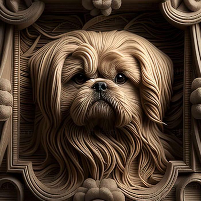 Pekingese dog